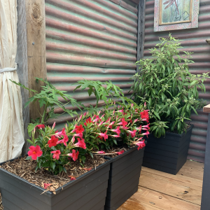 watergevende plantenbak bloemen